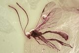 Detailed Fossil Ichneumon Wasp (Ichneumonidae) In Baltic Amber #362721-1